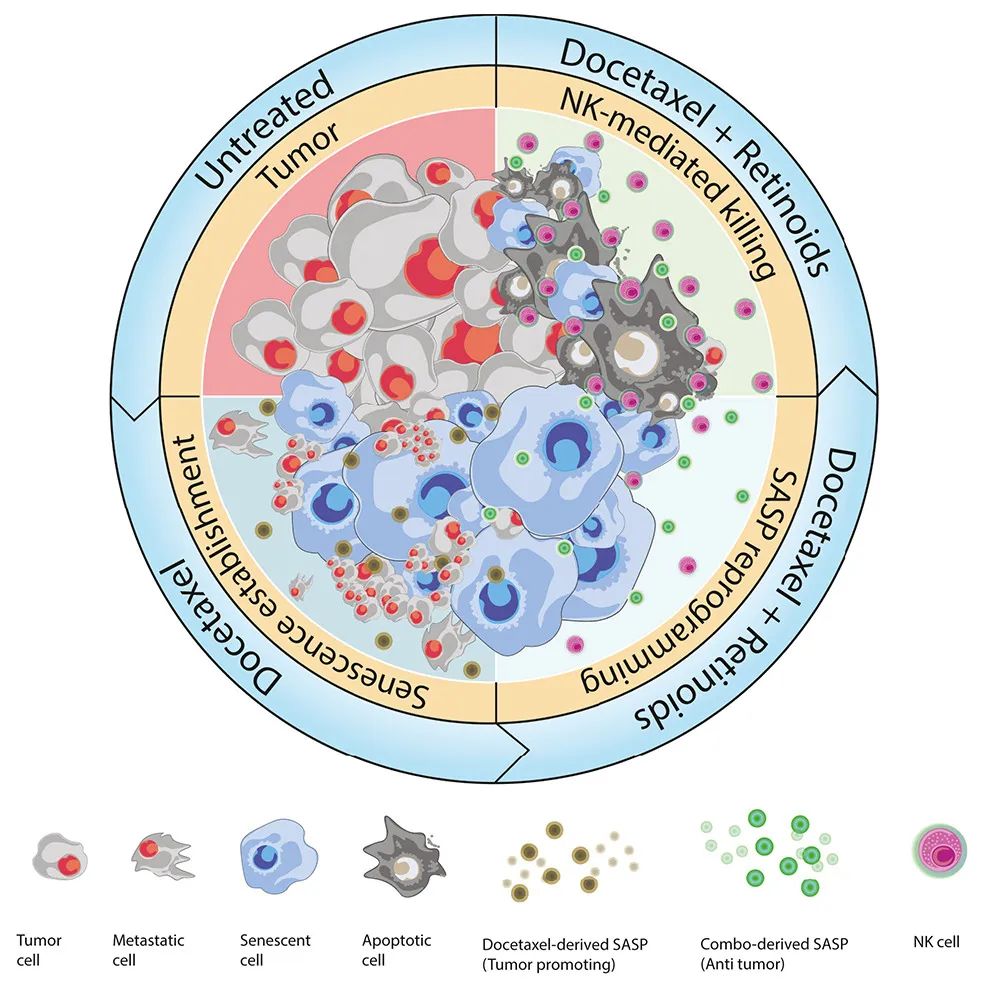 Cancer Cell：激活維A酸受體，可重編程衰老反應(yīng)，增強(qiáng)NK細(xì)胞抗腫瘤活性