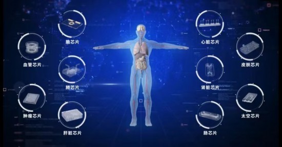 東南大學(xué)團隊牽頭完成中國首個器官芯片國家標(biāo)準(zhǔn)